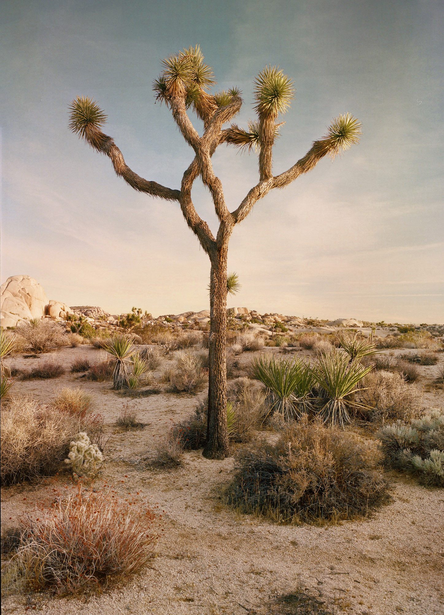 Joshua Tree National Park USA – Highlights – Sebastian Nevols